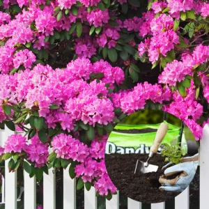 Ericaceous Welsh Topsoil for acid loving plants