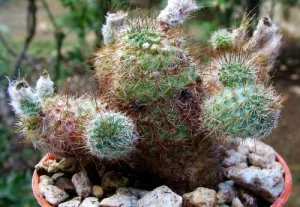 Frailea gracillima ssp. horstii - Exotic Cacti - Succulent - 10 Seeds