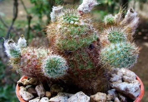 Frailea gracillima ssp. horstii - Exotic Cacti - Succulent - 10 Seeds