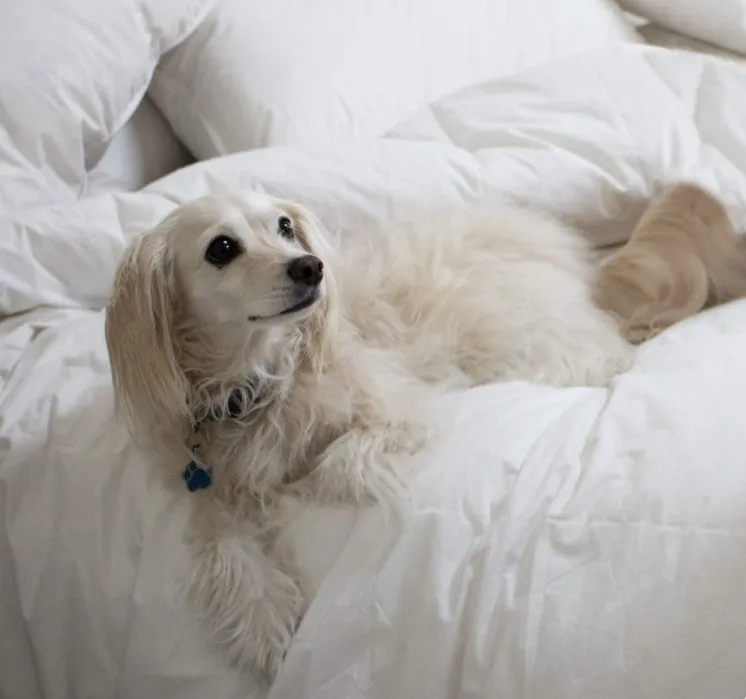 King Size Quilt Baffle Boxed 95% White Premium Polish Mother Goose Down 1 Blanket Warmth 900 Fill Power