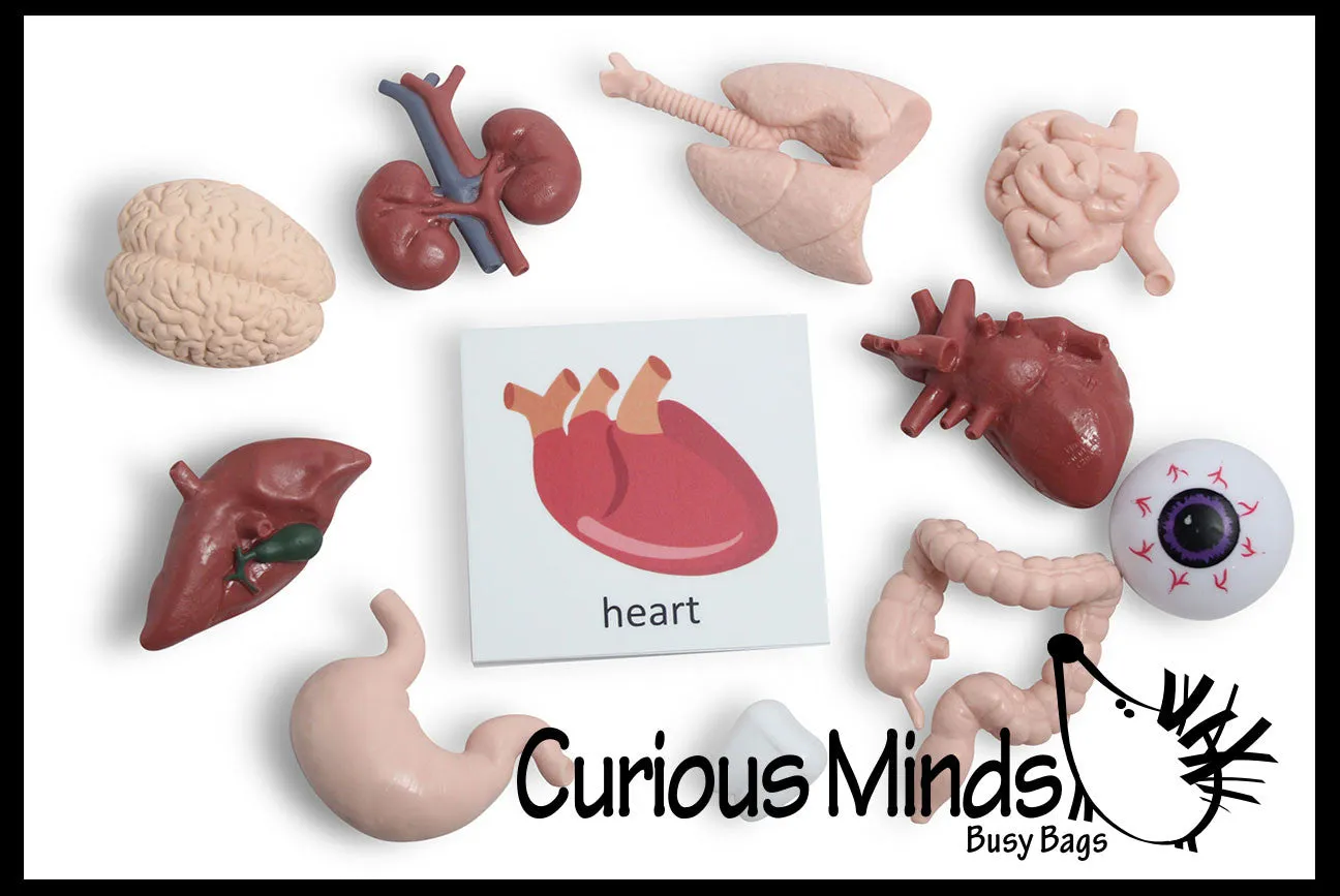 Montessori Human Organ Match - Miniature Body Organs with Matching Cards - Biology Learning Toy