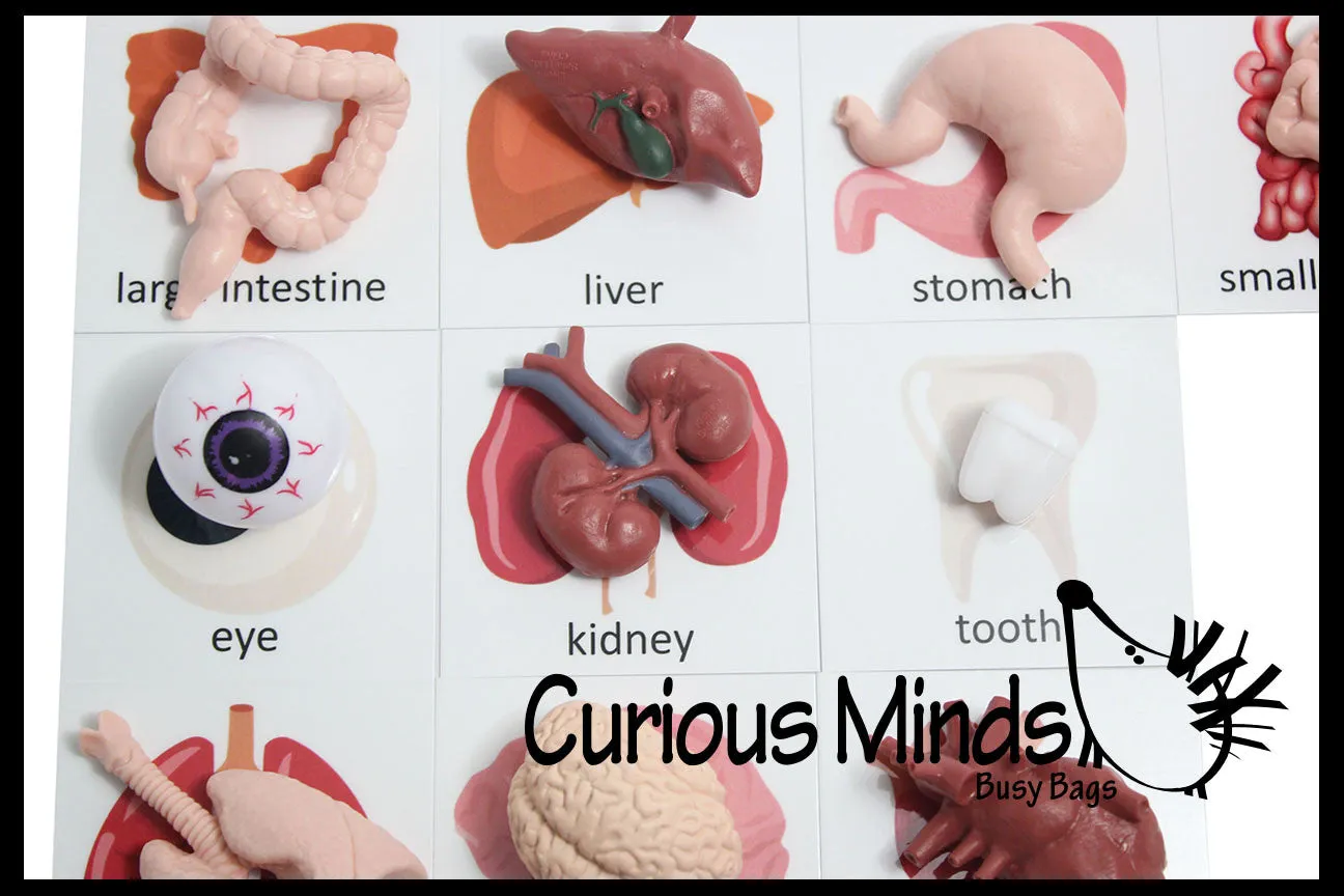 Montessori Human Organ Match - Miniature Body Organs with Matching Cards - Biology Learning Toy