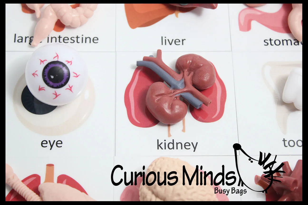 Montessori Human Organ Match - Miniature Body Organs with Matching Cards - Biology Learning Toy