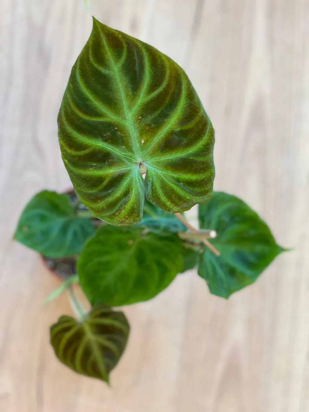 Philodendron verrucosum