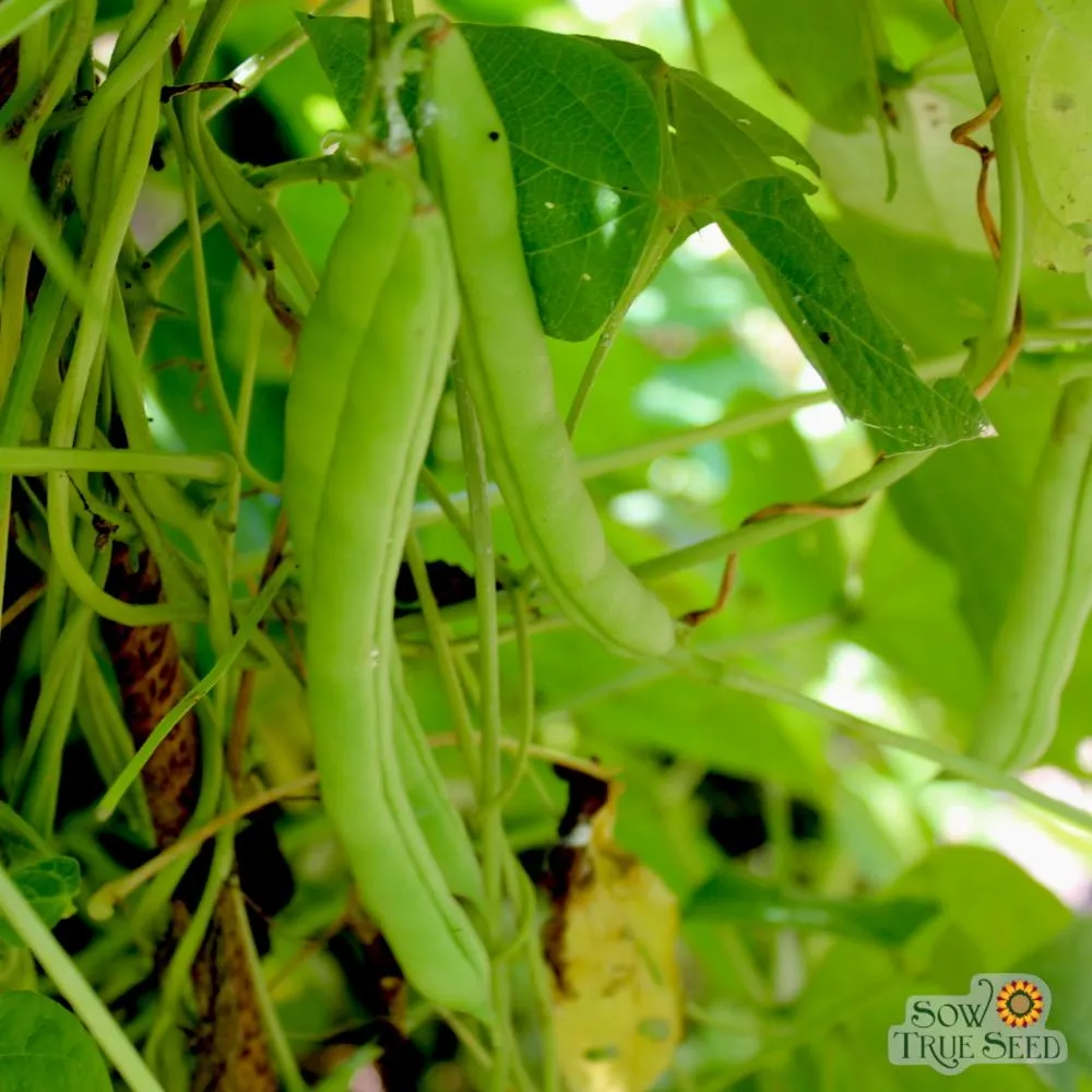 Pole Bean Seeds - Mountaineer White Half Runner