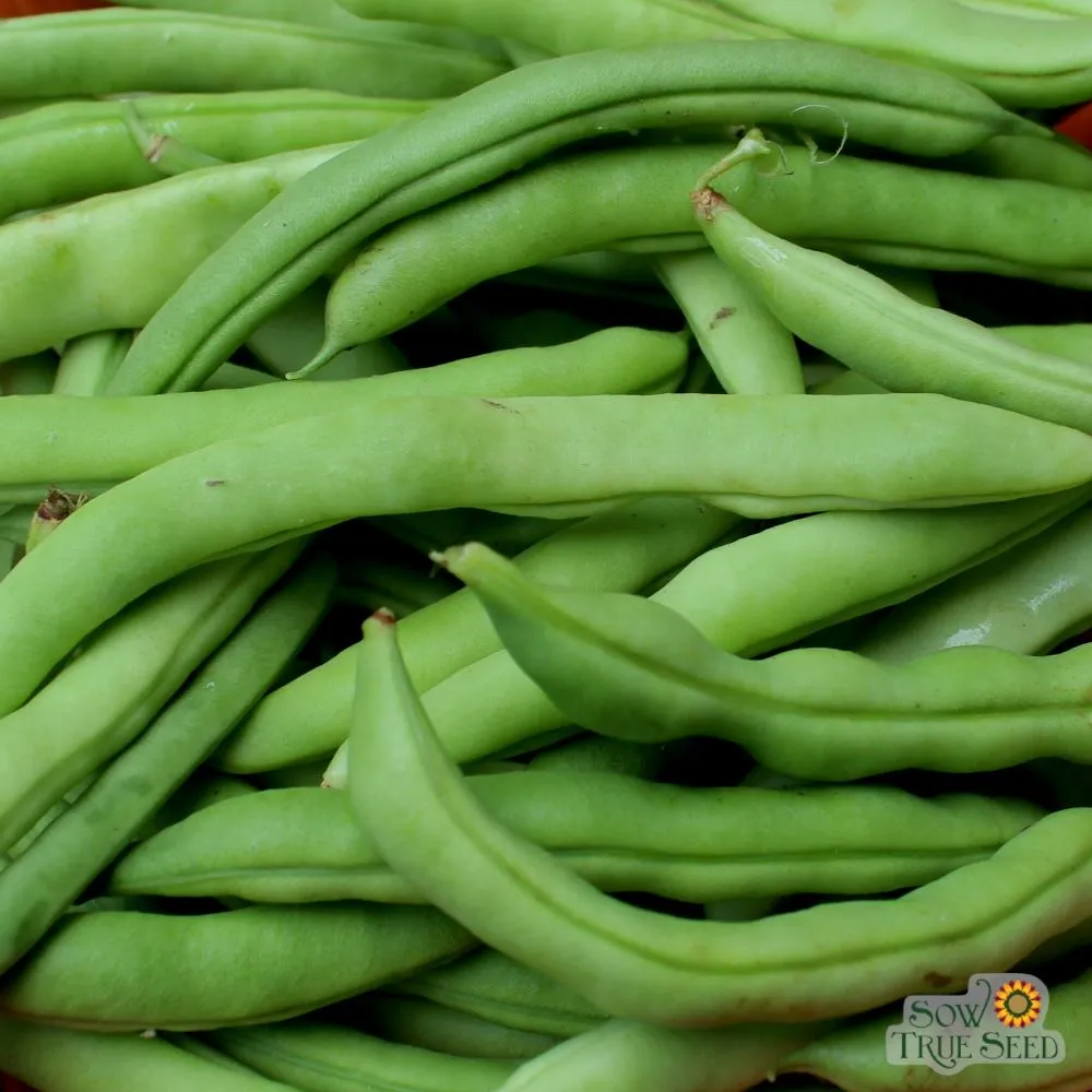 Pole Bean Seeds - Mountaineer White Half Runner