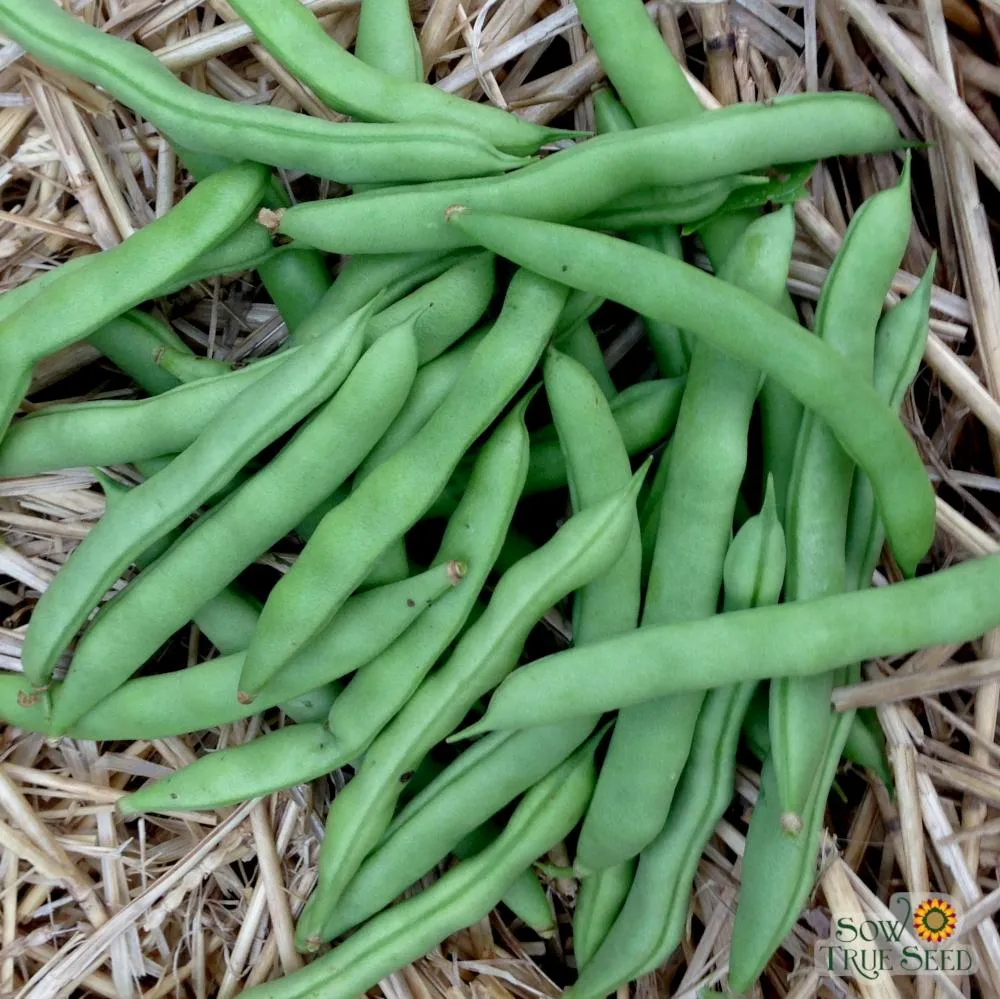 Pole Bean Seeds - Mountaineer White Half Runner