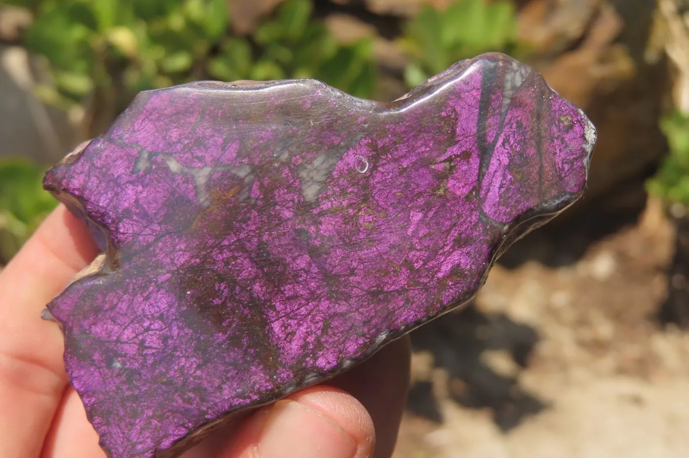 Polished On One Side Metallic Purpurite Specimens x 4 From Namibia