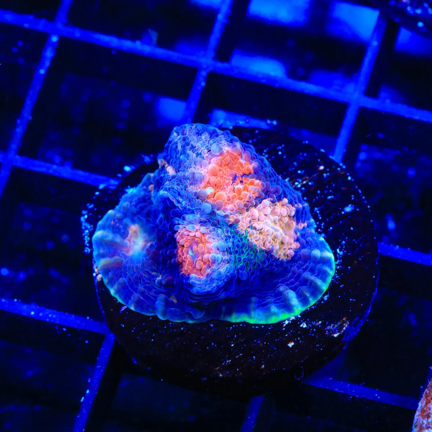 Rare Acanthastrea rotundoflora