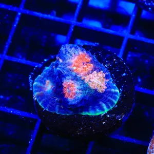 Rare Acanthastrea rotundoflora