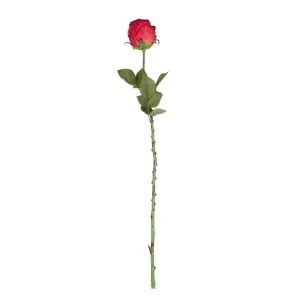 Scarlet Red Rose Bud