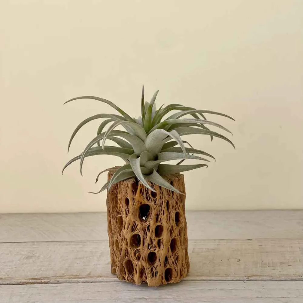 Tillandsia Capitata yellow star- RARE